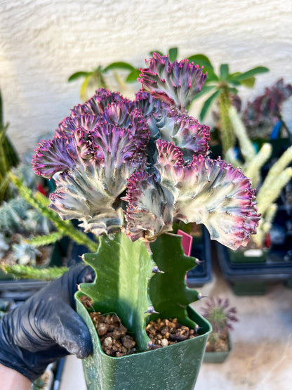 Euphorb Lactea Cristata (Pink) | Imported Cactus