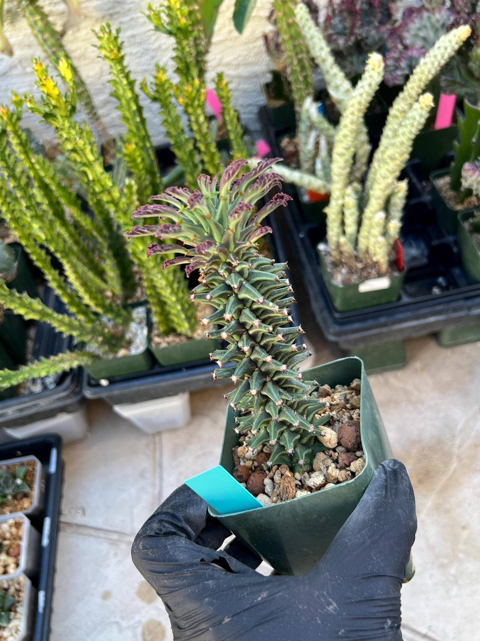 Monadenium Guentheri SM | Imported Cactus | Rare Succulent