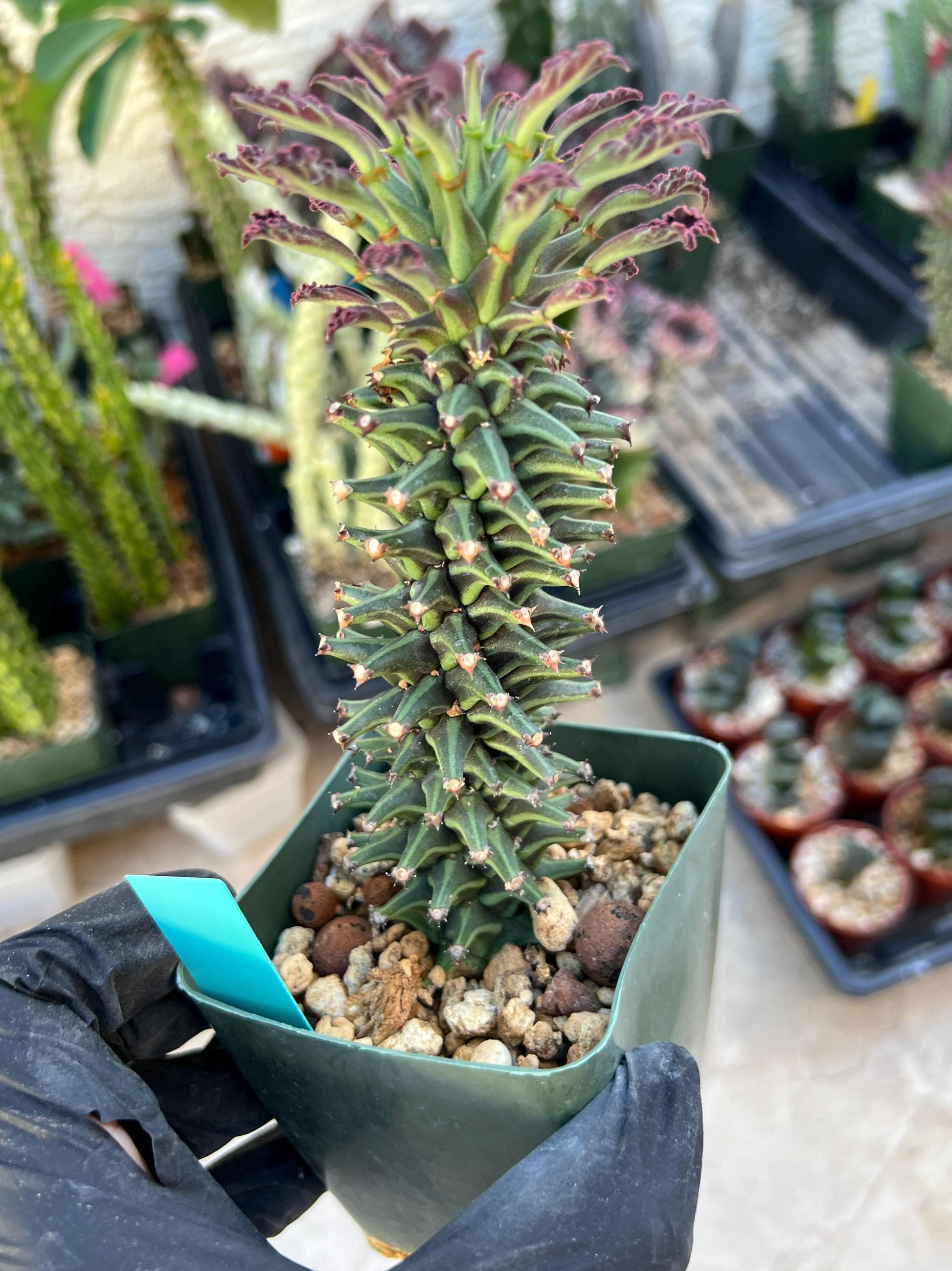 Monadenium Guentheri SM | Imported Cactus | Rare Succulent