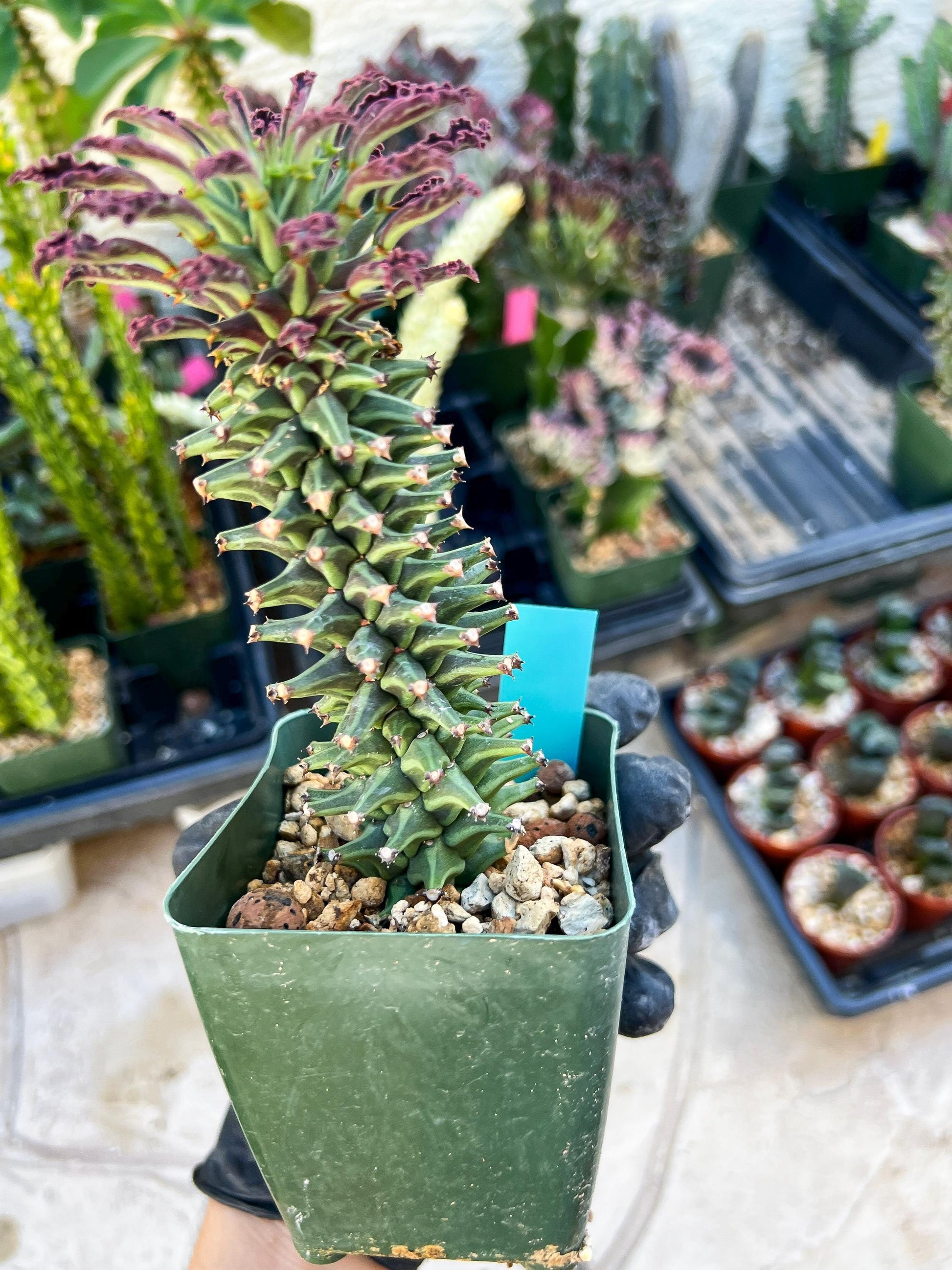 Monadenium Guentheri SM | Imported Cactus | Rare Succulent