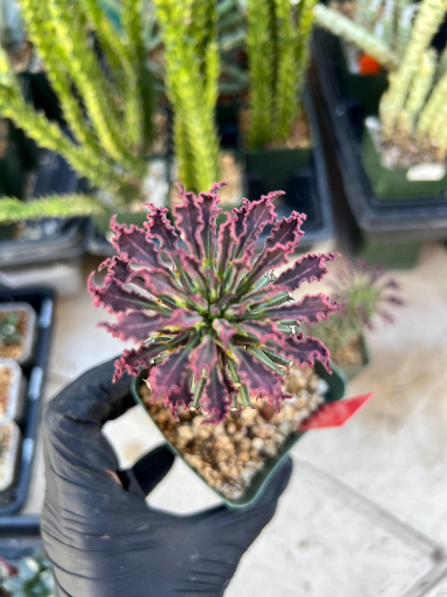 Monadenium Guentheri (SM-red) | Imported Cactus