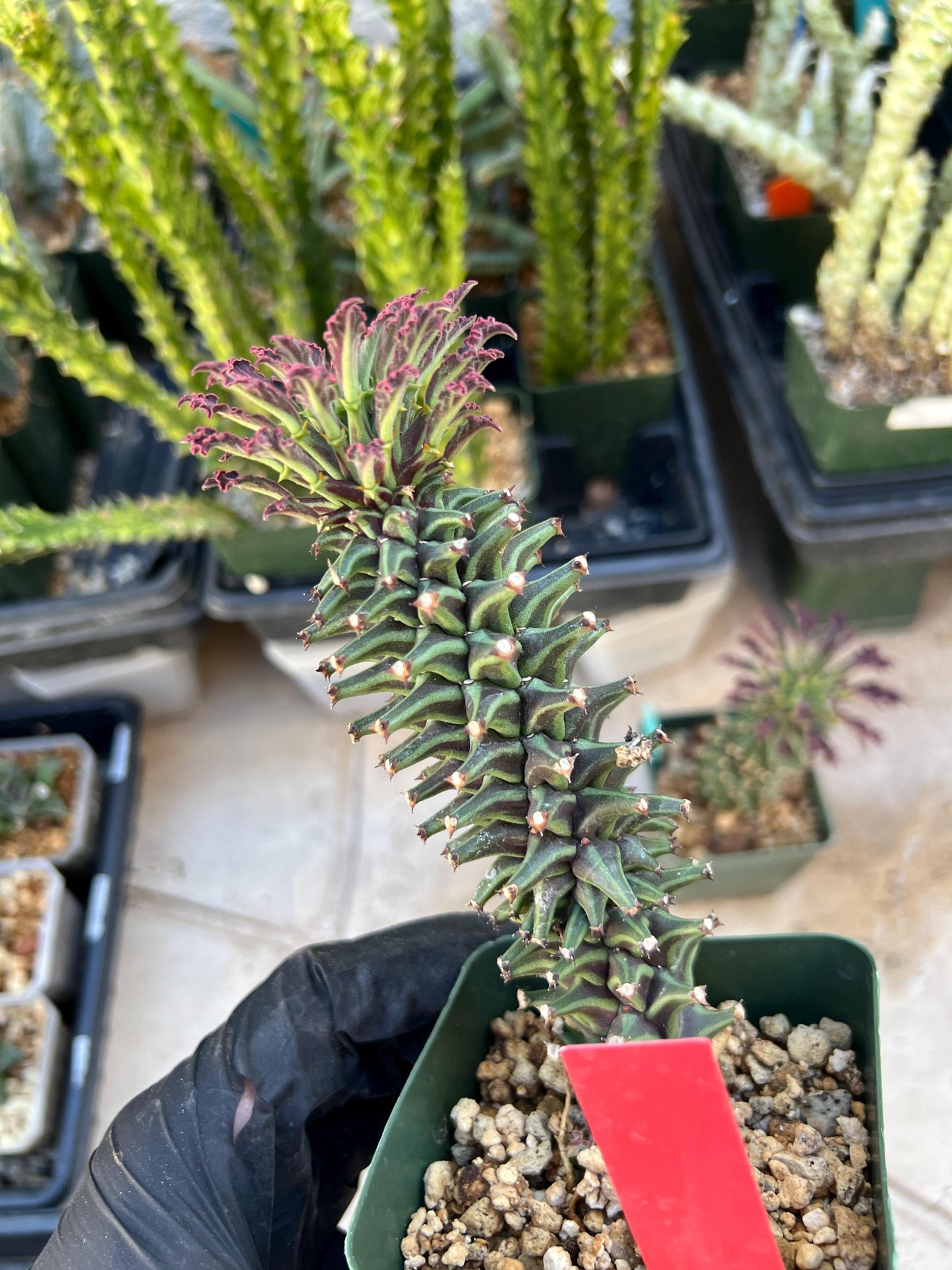 Monadenium Guentheri (SM-red) | Imported Cactus