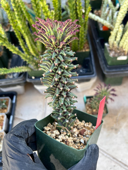 Monadenium Guentheri (SM-red) | Imported Cactus