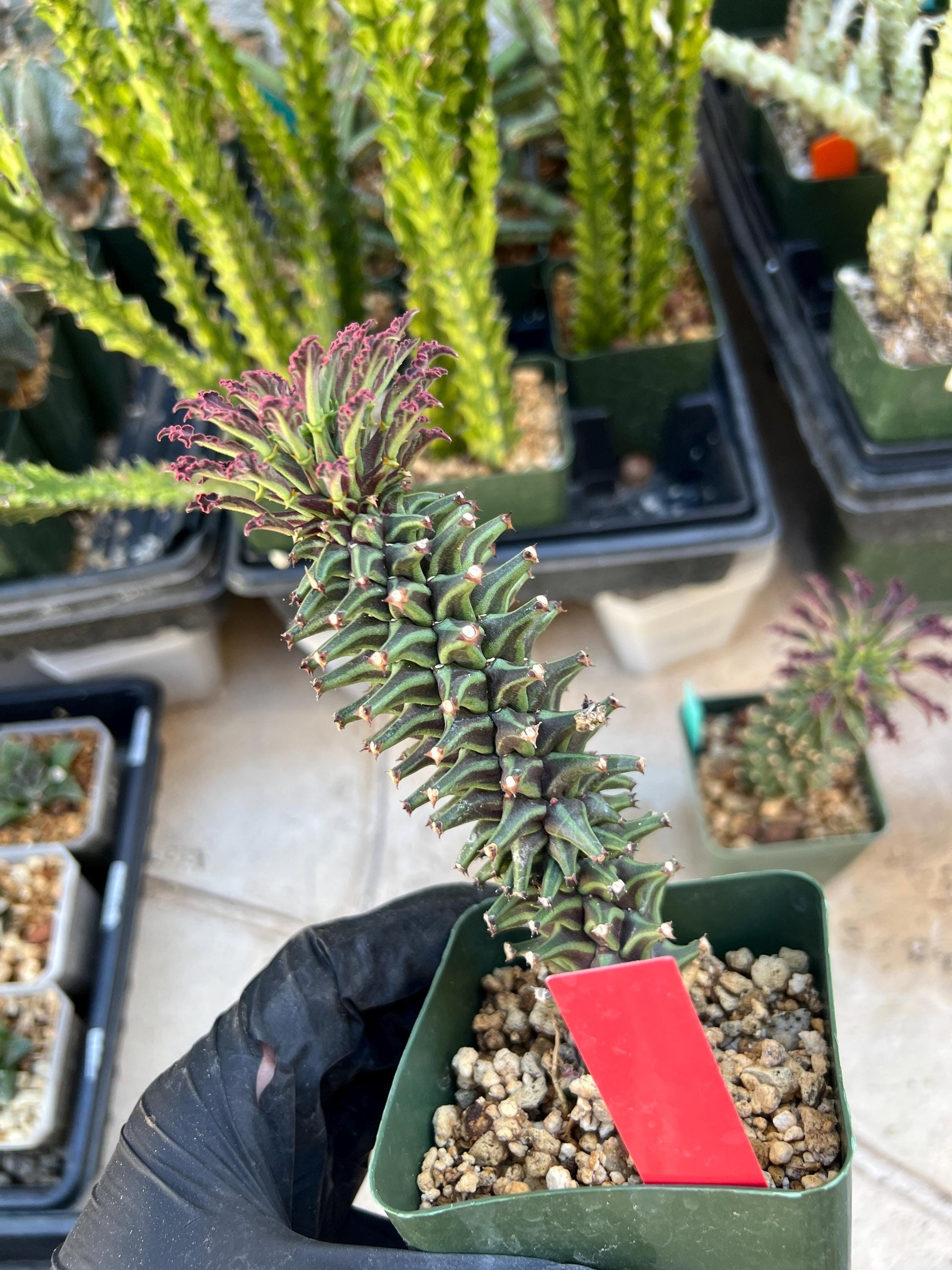 Monadenium Guentheri (SM-red) | Imported Cactus