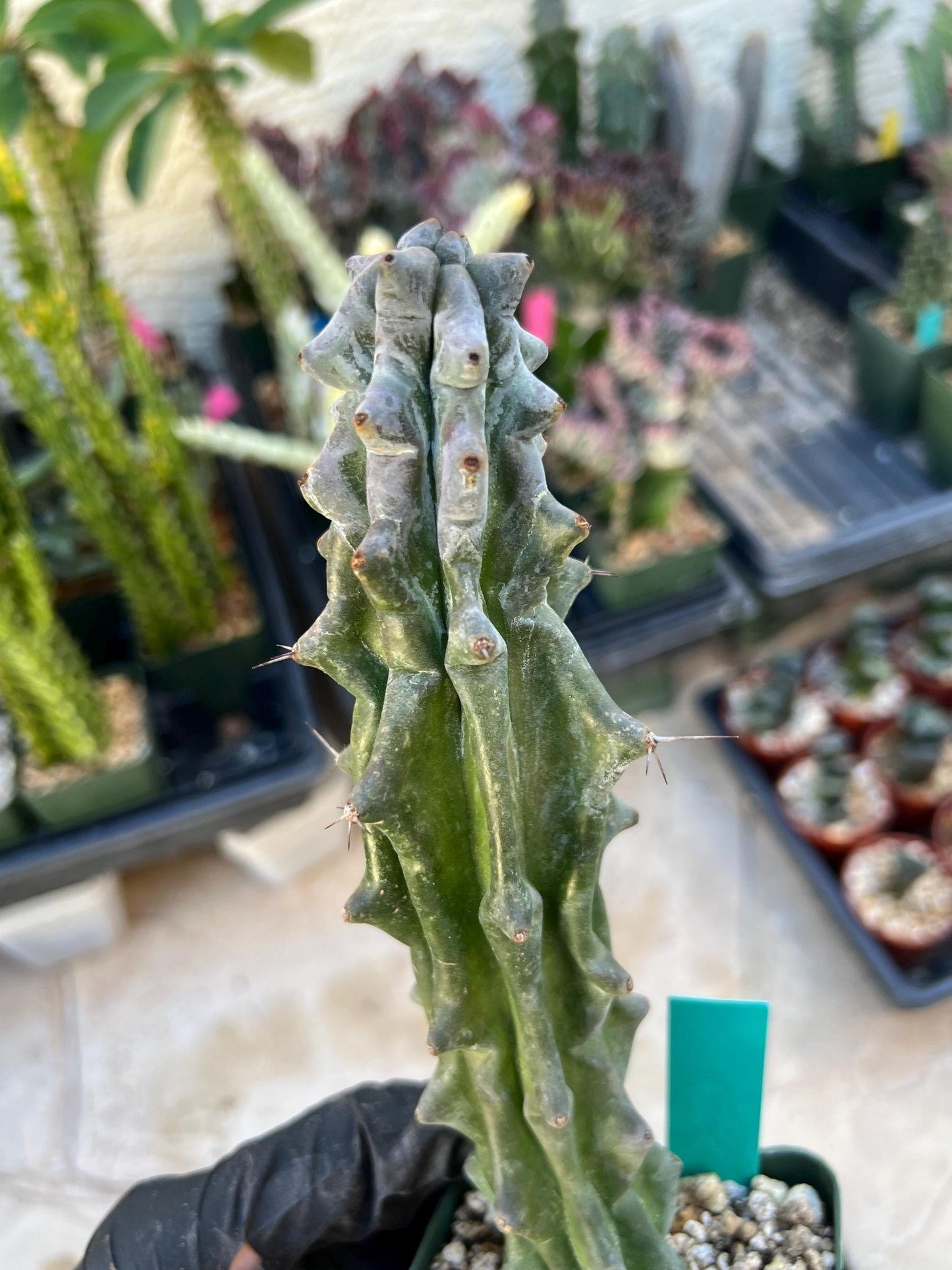 Stenocereus Beneckei | White Cactus | Rare Imported Plants