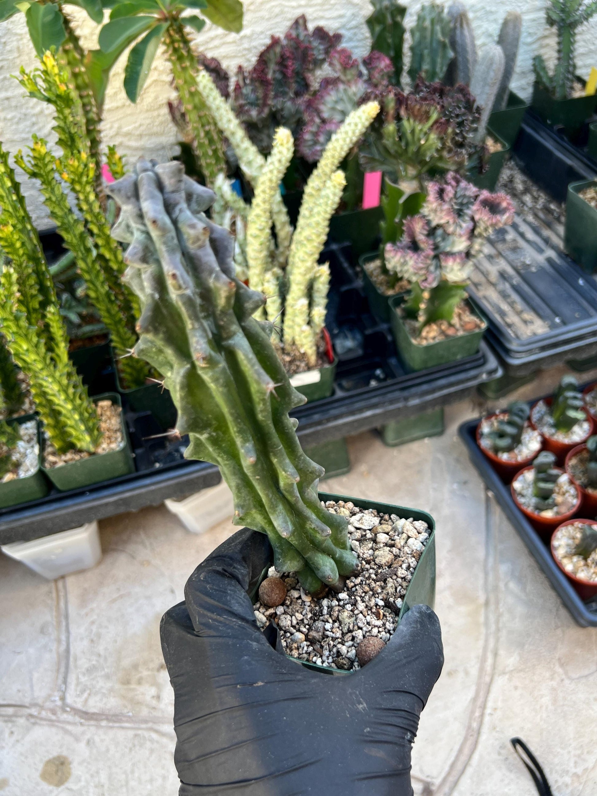 Stenocereus Beneckei | White Cactus | Rare Imported Plants