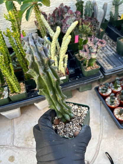 Stenocereus Beneckei | White Cactus | Rare Imported Plants