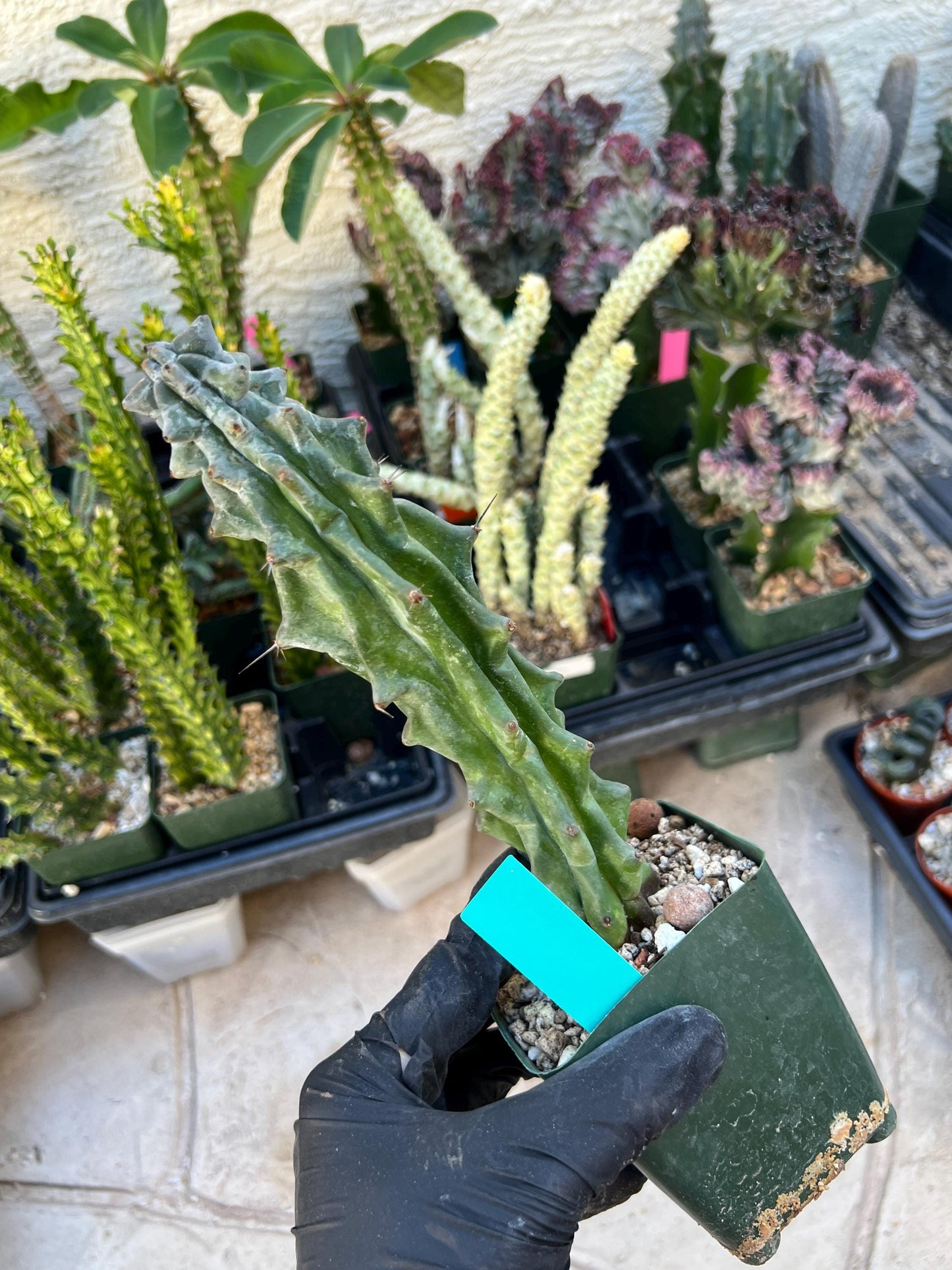 Stenocereus Beneckei | White Cactus | Rare Imported Plants