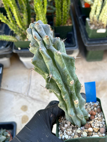Stenocereus Beneckei (Blue) | White Cactus