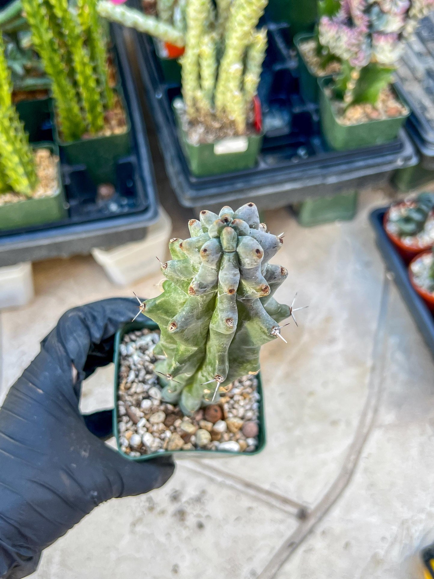 Stenocereus Beneckei (Blue) | White Cactus