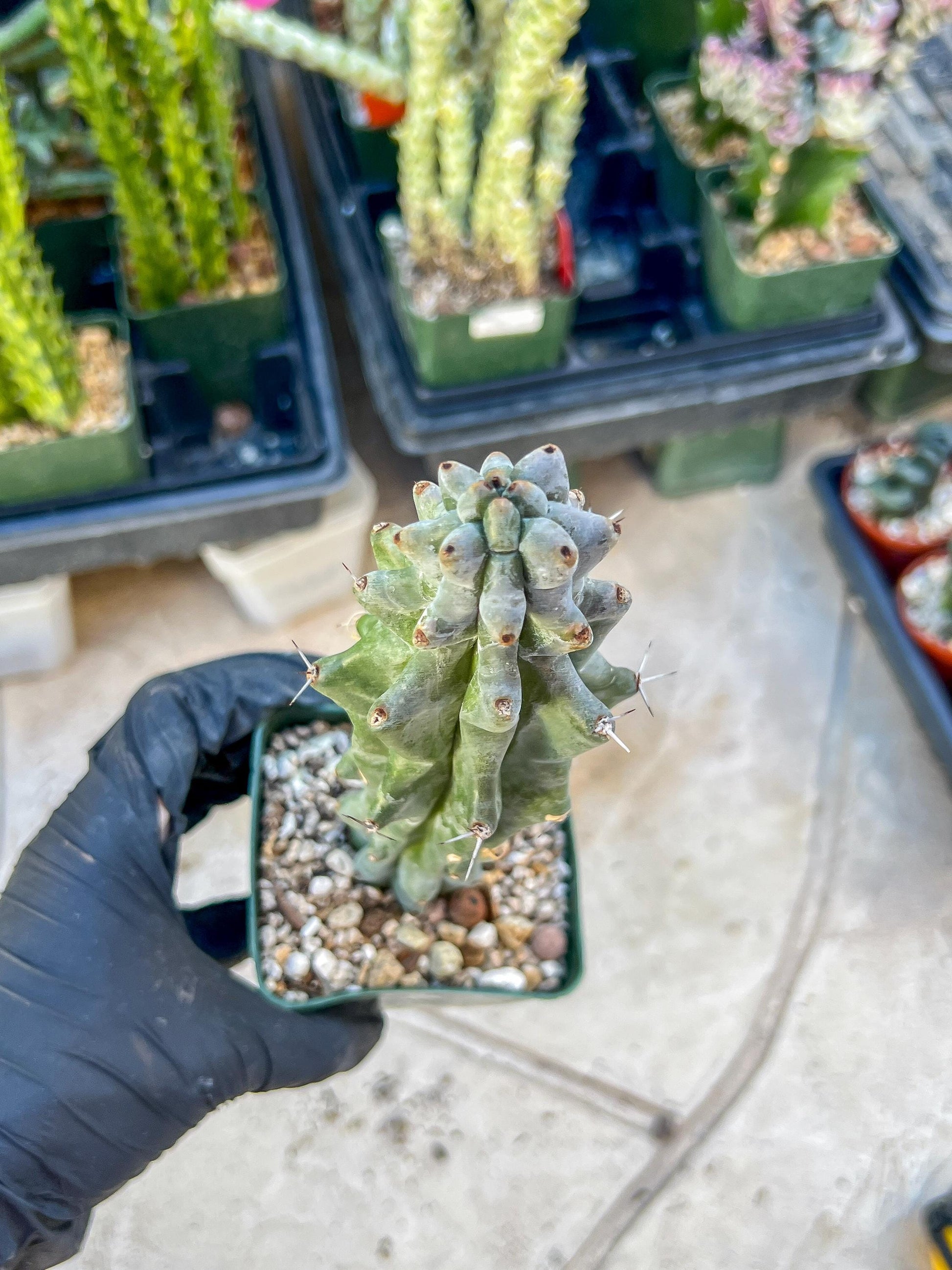 Stenocereus Beneckei (Blue) | White Cactus
