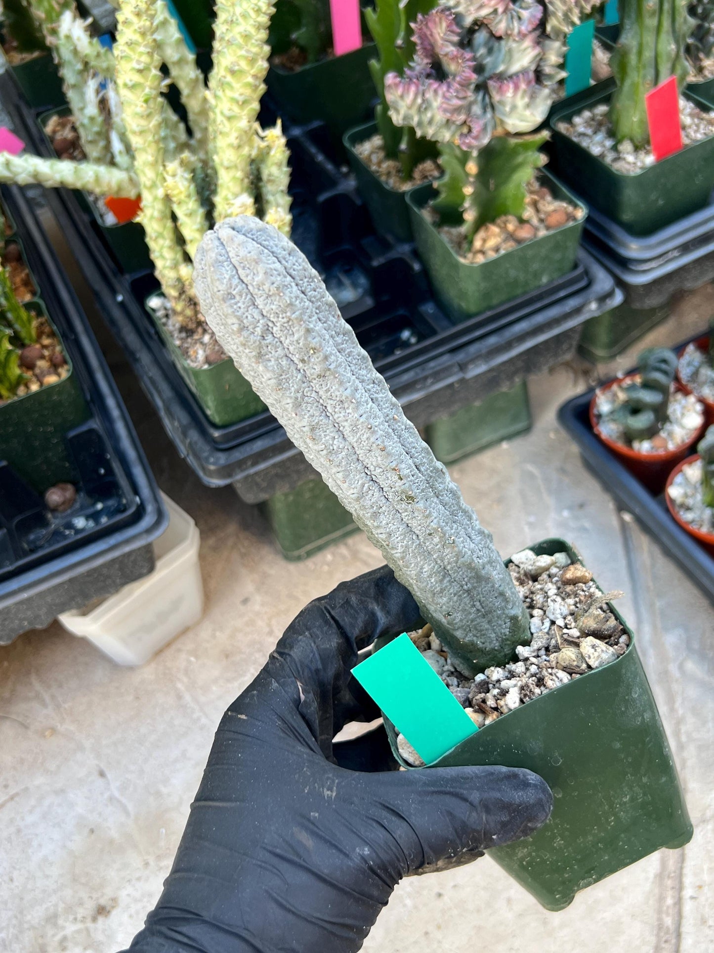 imported Euphorb, Abdelkuri Grey (Green)