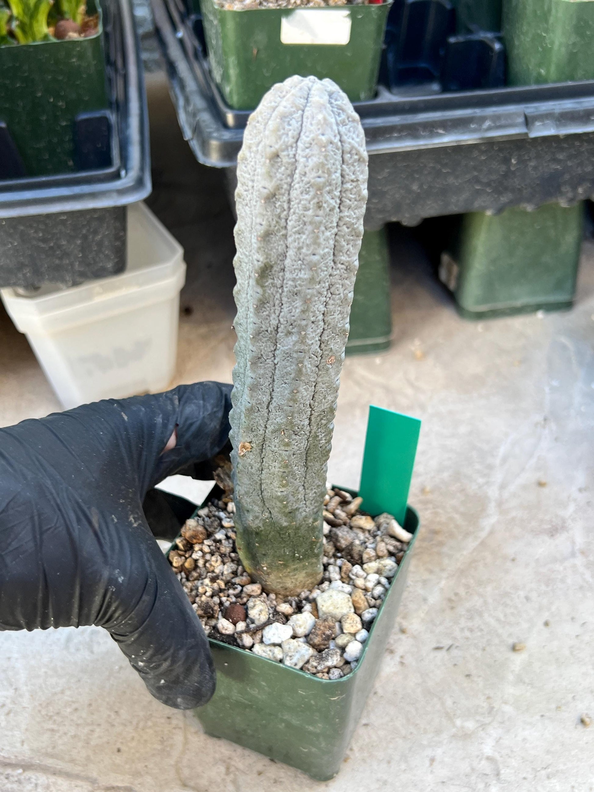 imported Euphorb, Abdelkuri Grey (Green)