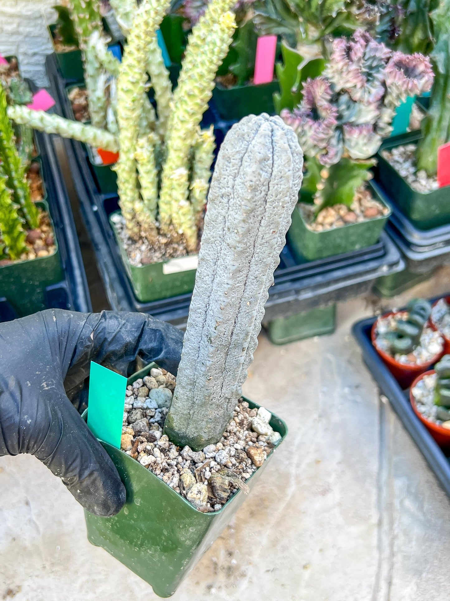 imported Euphorb, Abdelkuri Grey (Green)