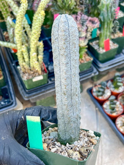 imported Euphorb, Abdelkuri Grey (Green)