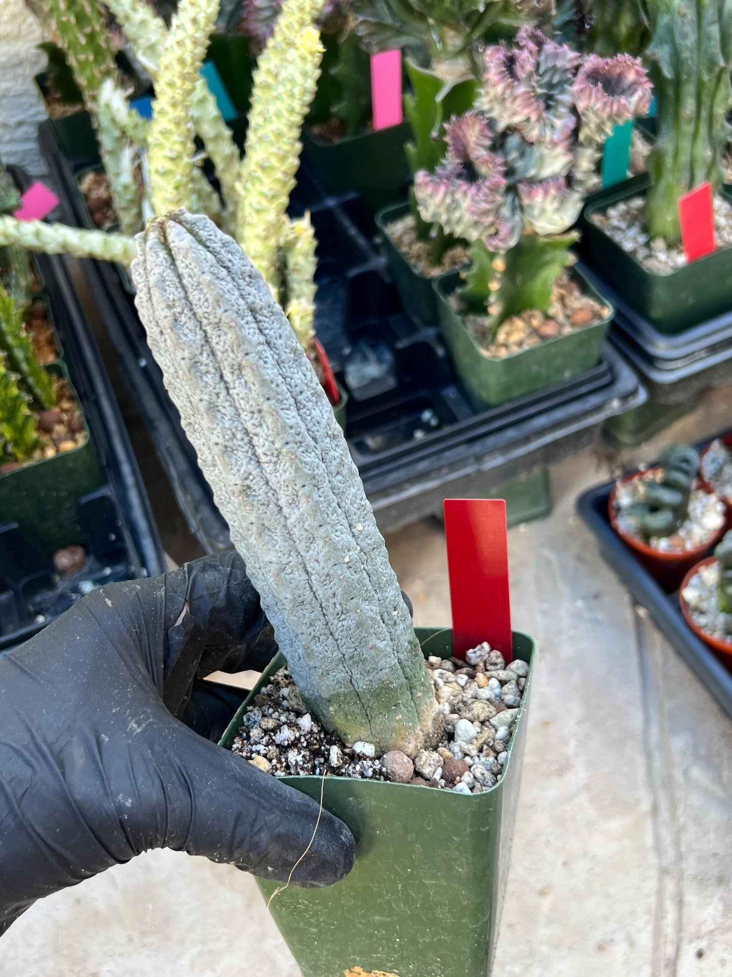 Rare Euphorb, Abdelkuri Grey (Red)