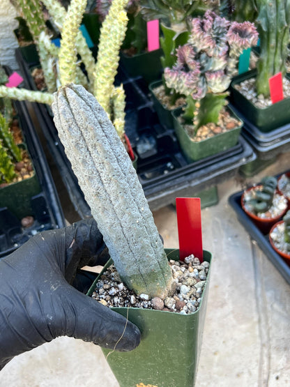 Rare Euphorb, Abdelkuri Grey (Red)