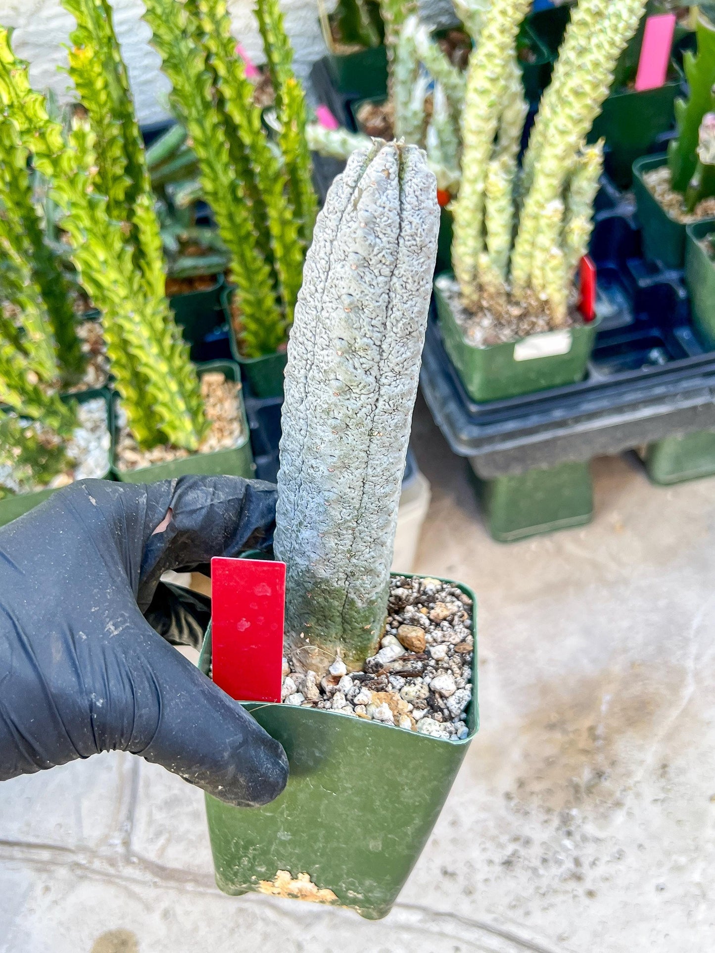 Rare Euphorb, Abdelkuri Grey (Red)