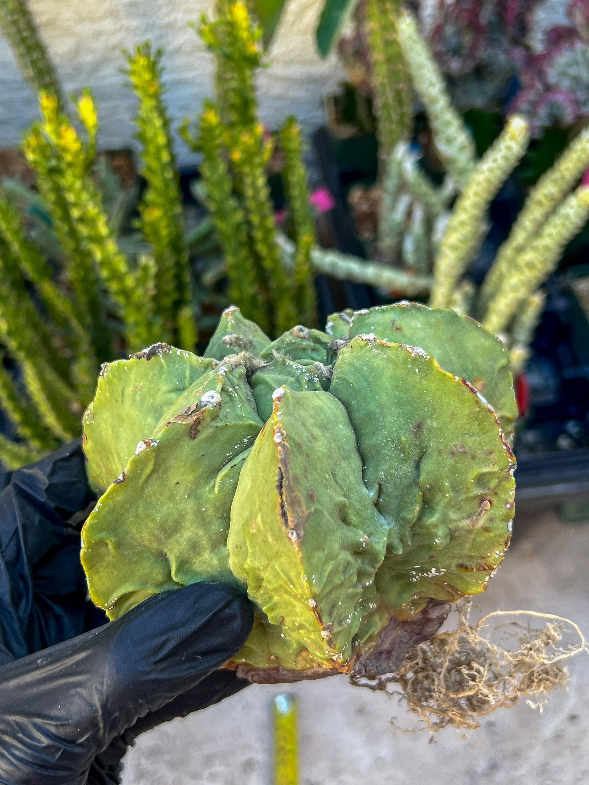 Rare Imported Cactus (Orange/Green) | Ehciveria | Hoyas | Sansevieria