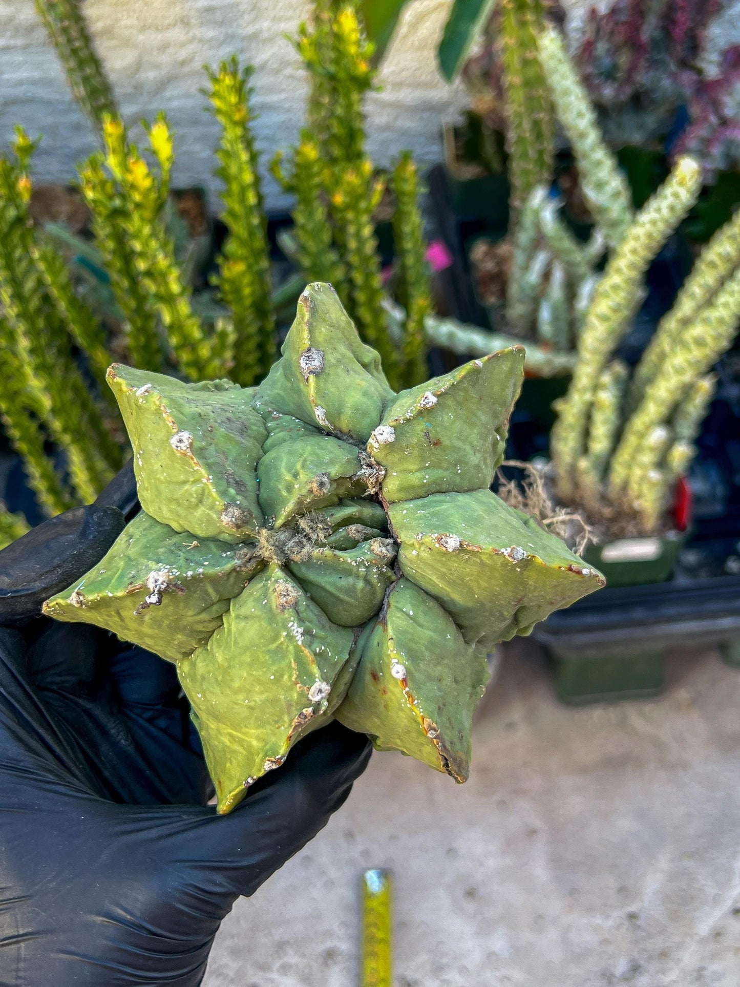 Rare Imported Cactus (Orange/Green) | Ehciveria | Hoyas | Sansevieria