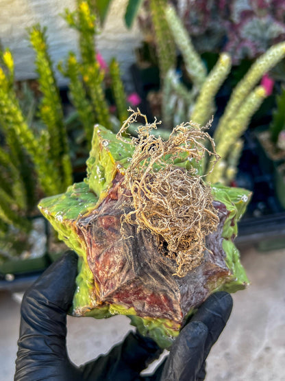 Rare Imported Cactus (Orange/Green) | Ehciveria | Hoyas | Sansevieria