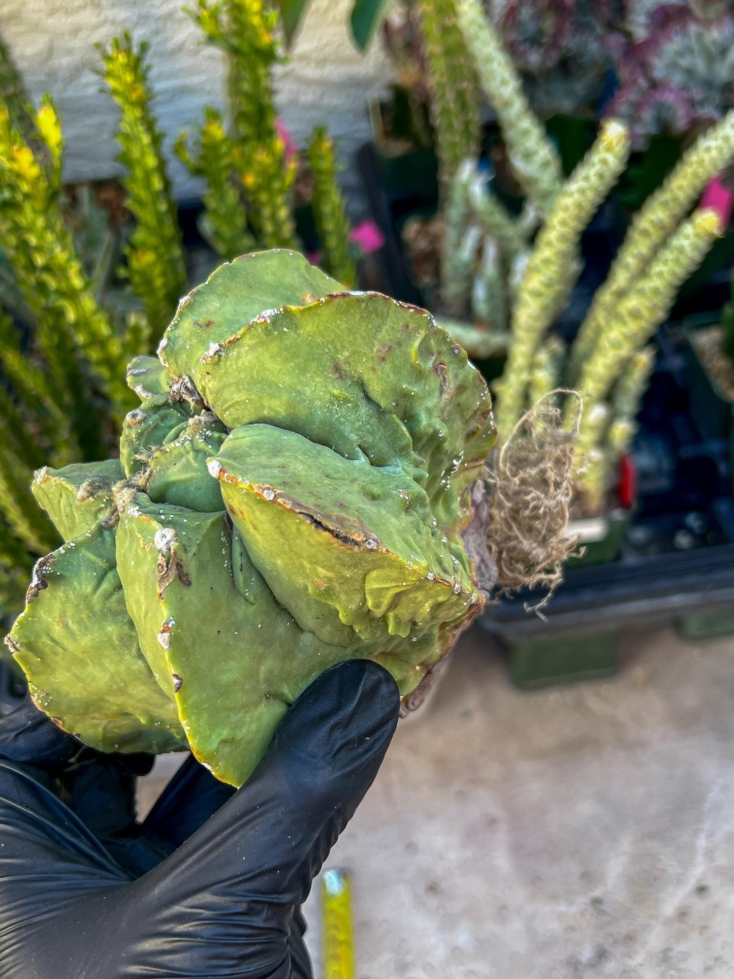 Rare Imported Cactus (Orange/Green) | Ehciveria | Hoyas | Sansevieria