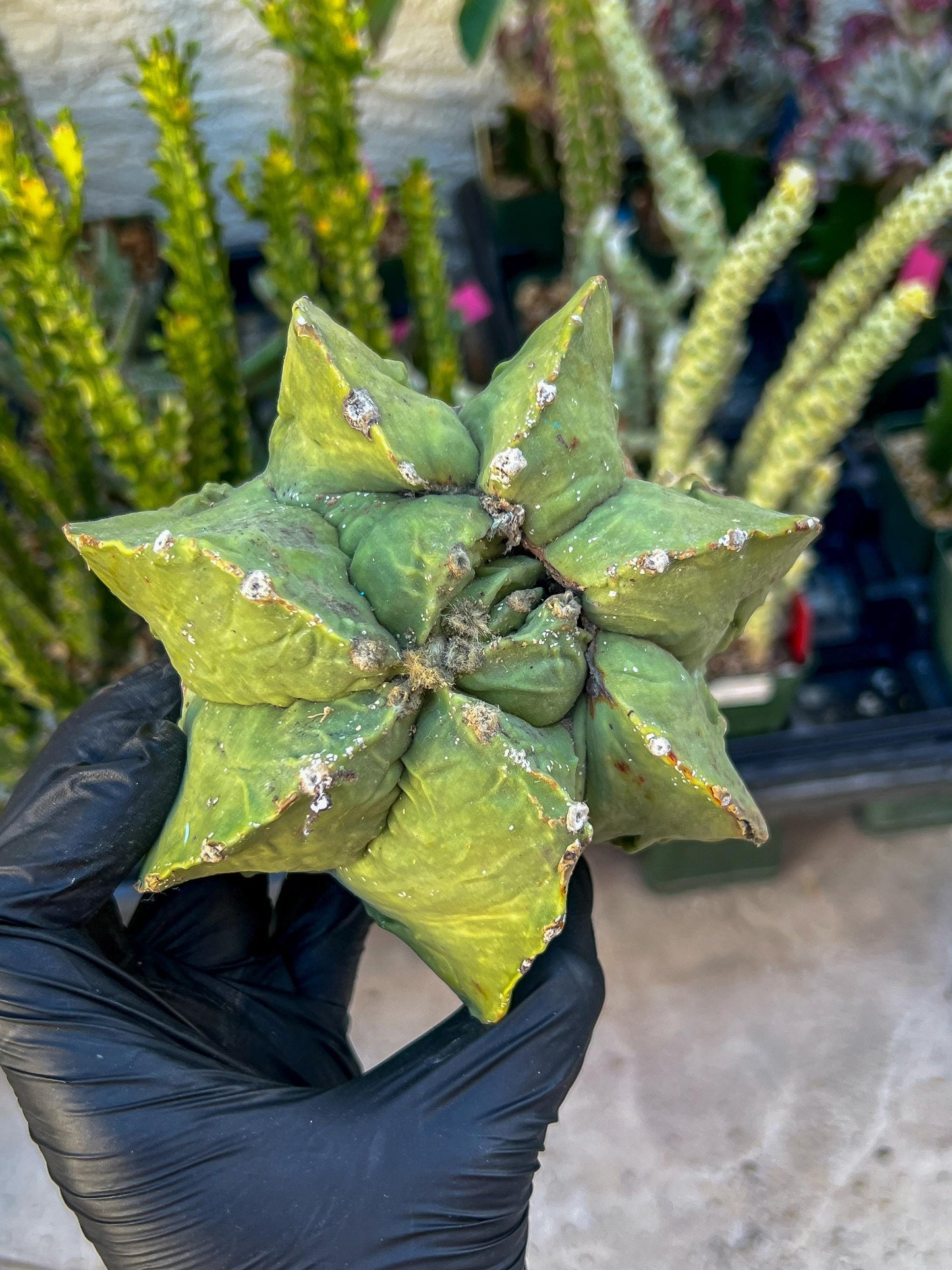 Rare Imported Cactus (Orange/Green) | Ehciveria | Hoyas | Sansevieria