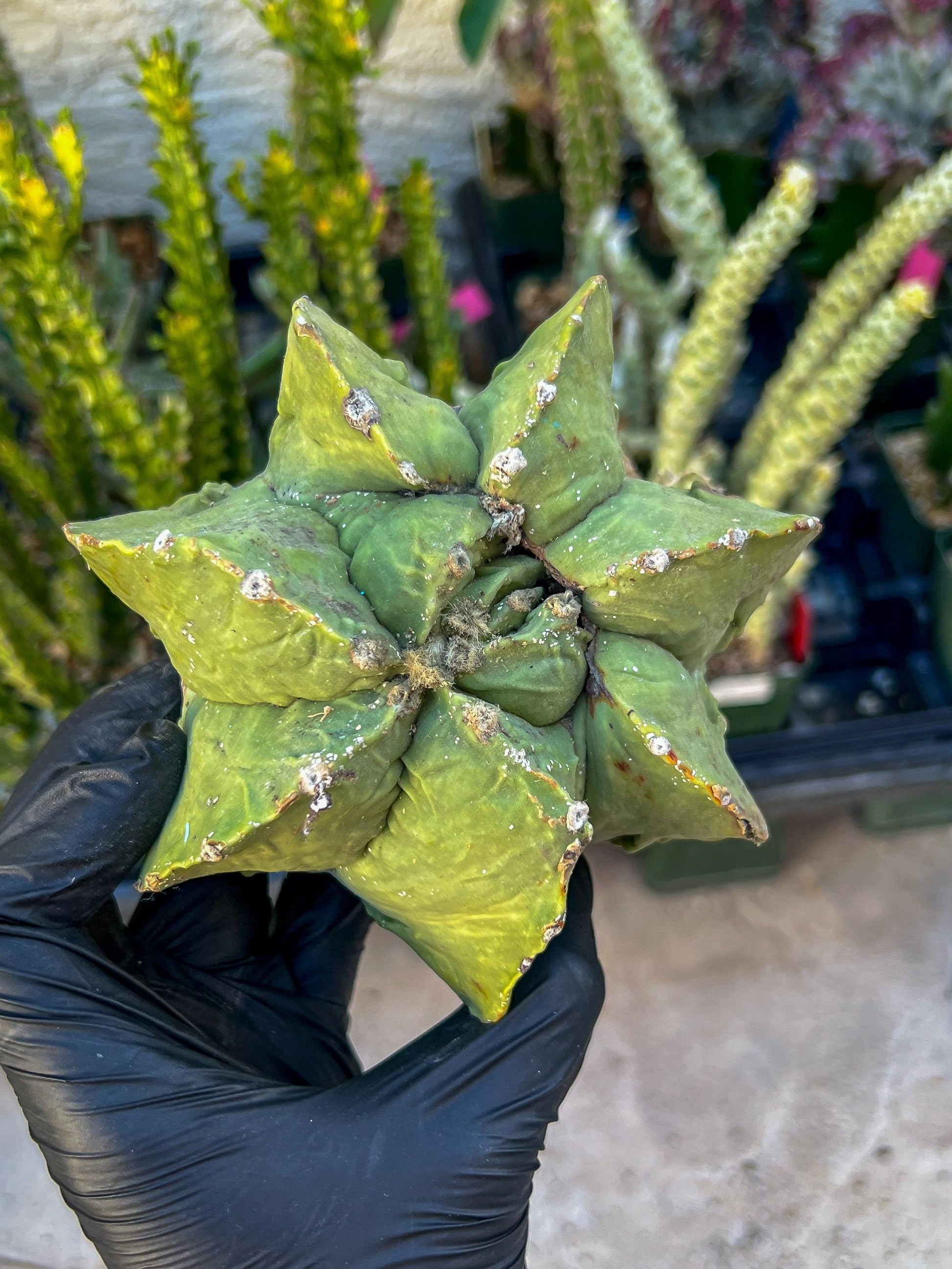 Rare Imported Cactus (Orange/Green) | Ehciveria | Hoyas | Sansevieria