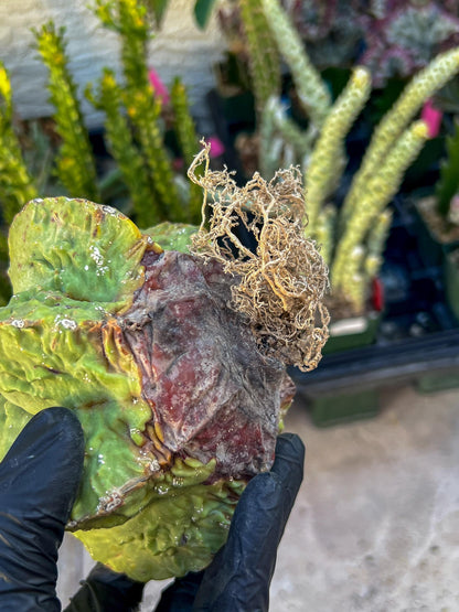 Rare Imported Cactus (Orange/Green) | Ehciveria | Hoyas | Sansevieria