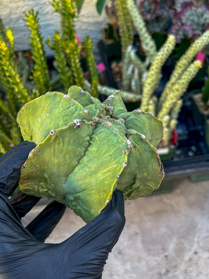 Rare Imported Cactus (Orange/Green) | Ehciveria | Hoyas | Sansevieria