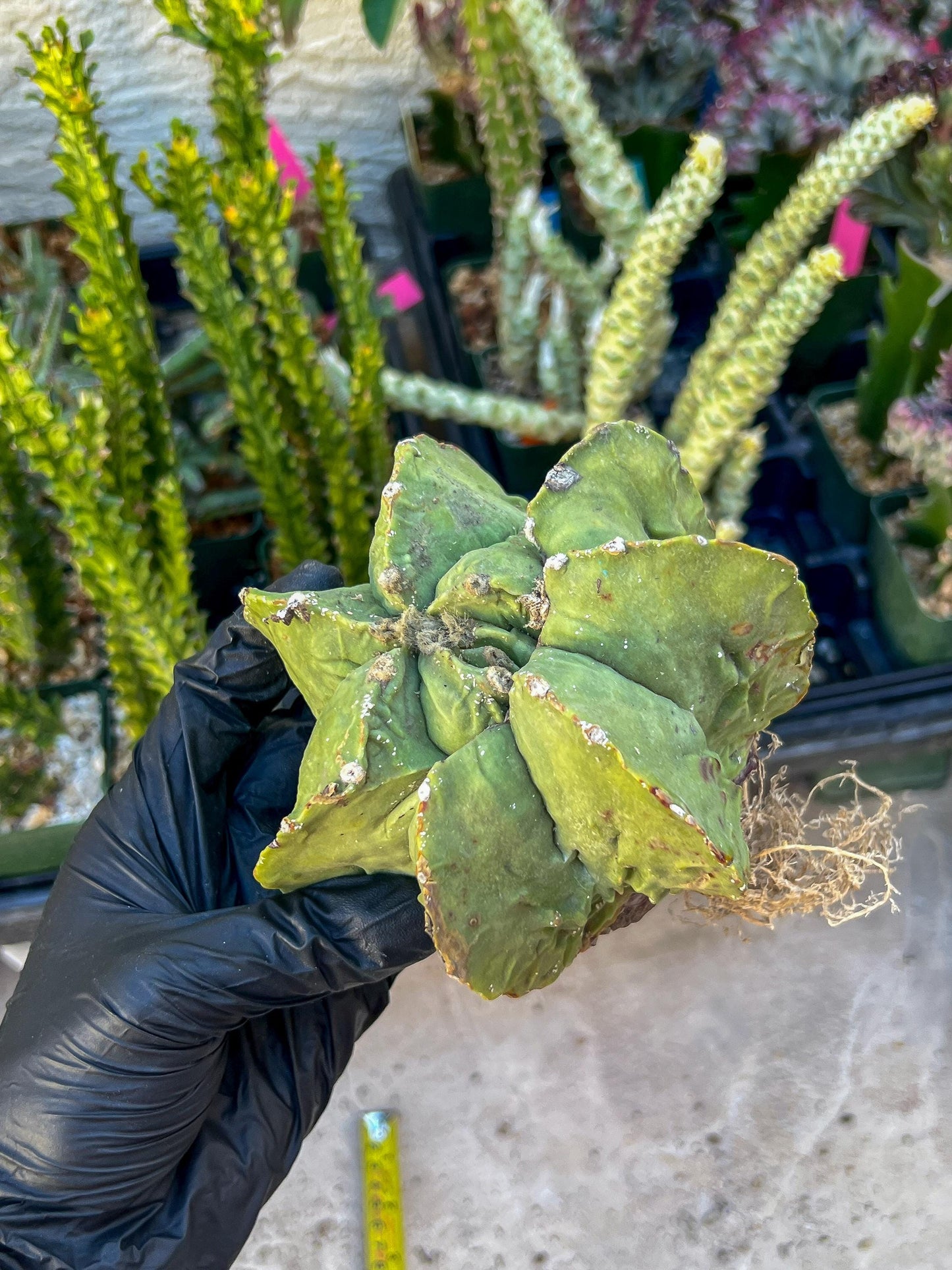 Rare Imported Cactus (Orange/Green) | Ehciveria | Hoyas | Sansevieria