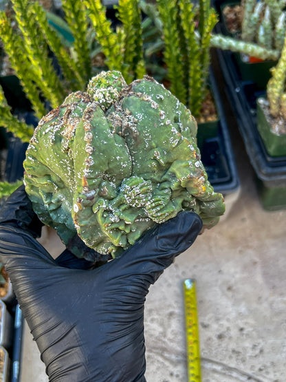 Rare Imported Cactus (Orange/Pink ) | Ehciveria | Sansevieria