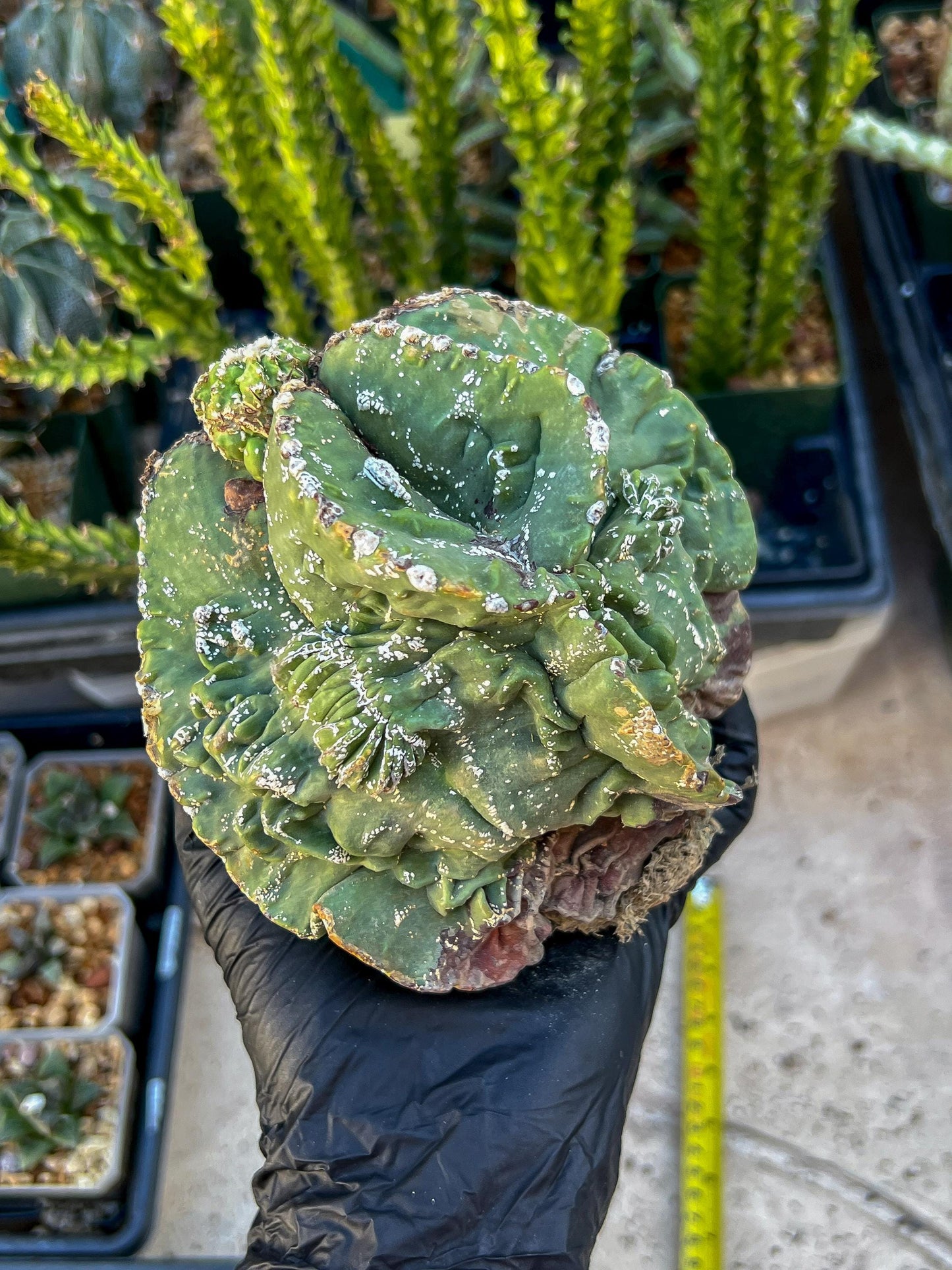 Rare Imported Cactus (Orange/Pink ) | Ehciveria | Sansevieria