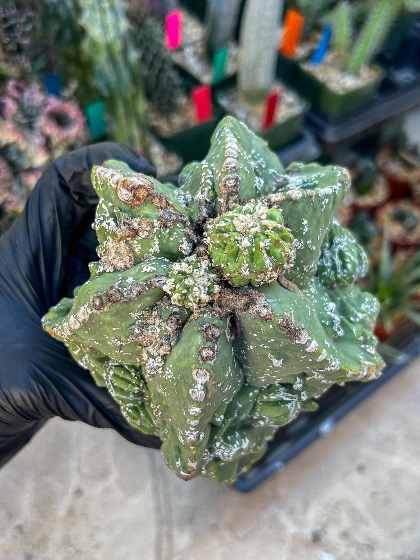 Rare Imported Cactus (Orange/Pink ) | Ehciveria | Sansevieria