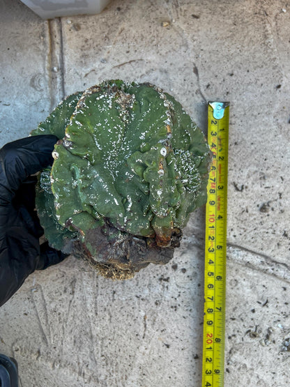 Rare Imported Cactus (Orange/Pink ) | Ehciveria | Sansevieria