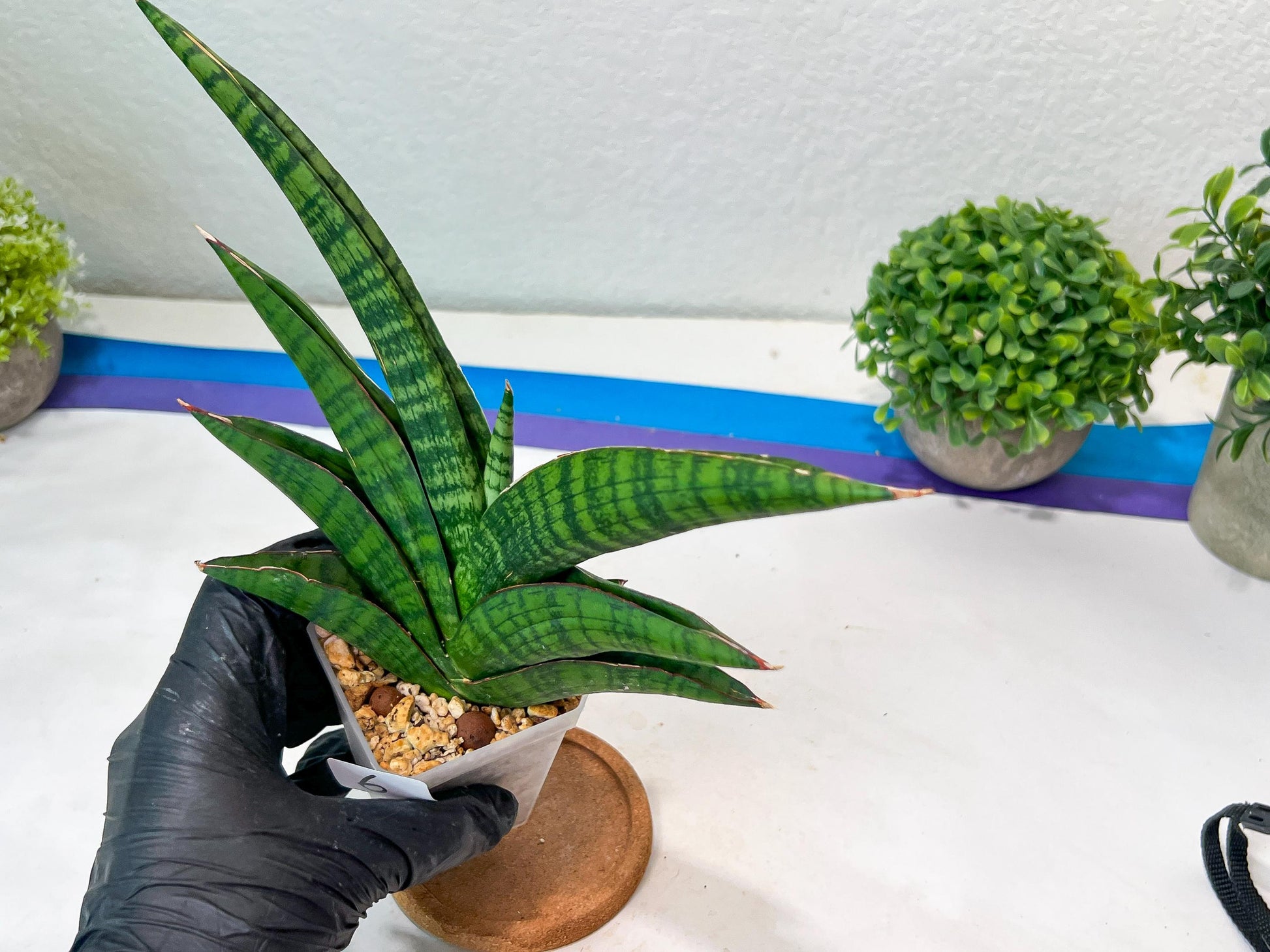 Sansevieria Marsha Anjani (h9) | Imported Plants | Rare Hybrid Species