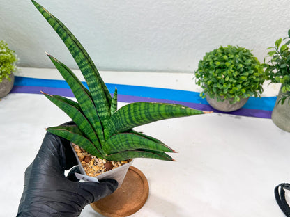 Sansevieria Marsha Anjani (h9) | Imported Plants | Rare Hybrid Species
