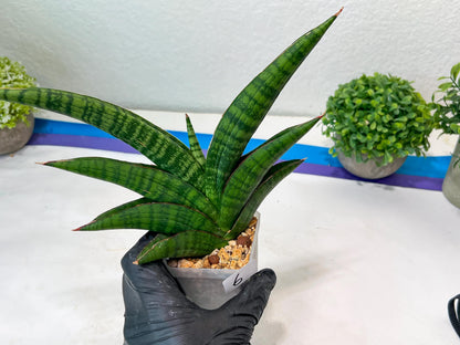 Sansevieria Marsha Anjani (h9) | Imported Plants | Rare Hybrid Species
