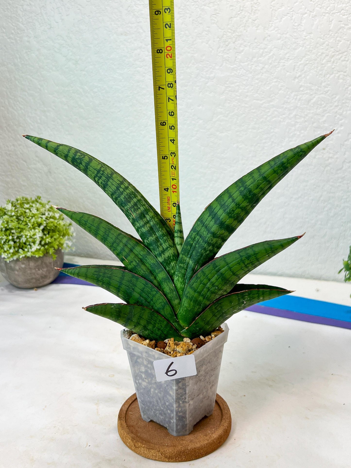 Sansevieria Marsha Anjani (h9) | Imported Plants | Rare Hybrid Species