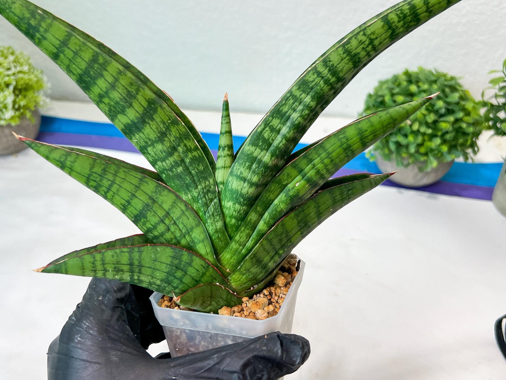 Sansevieria Marsha Anjani (h9) | Imported Plants | Rare Hybrid Species