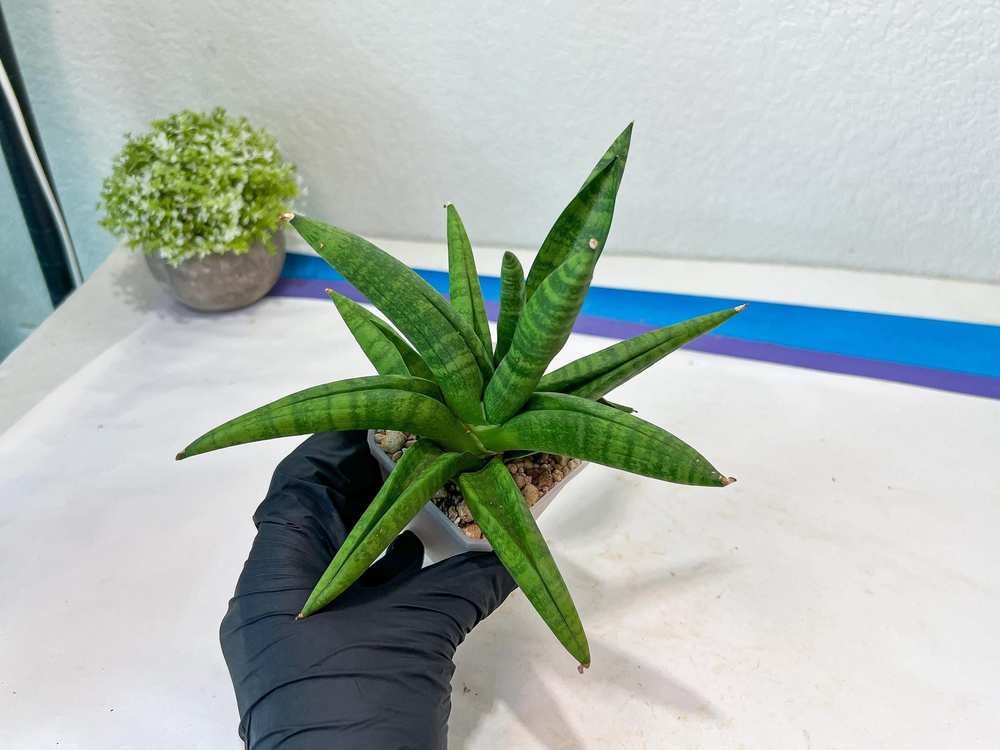 Sansevieria Fighter/Ch17023 (#AC12) | Imported Snake Plants