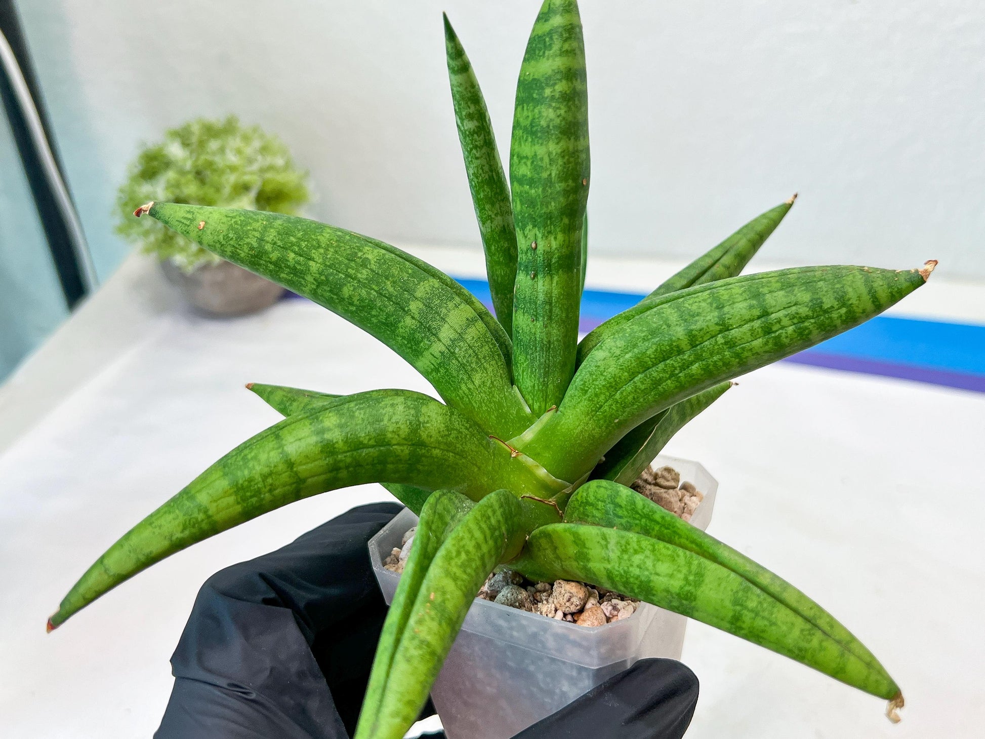 Sansevieria Fighter/Ch17023 (#AC12) | Imported Snake Plants