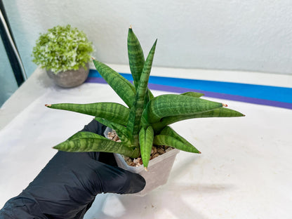 Sansevieria Fighter/Ch17023 (#AC12) | Imported Snake Plants