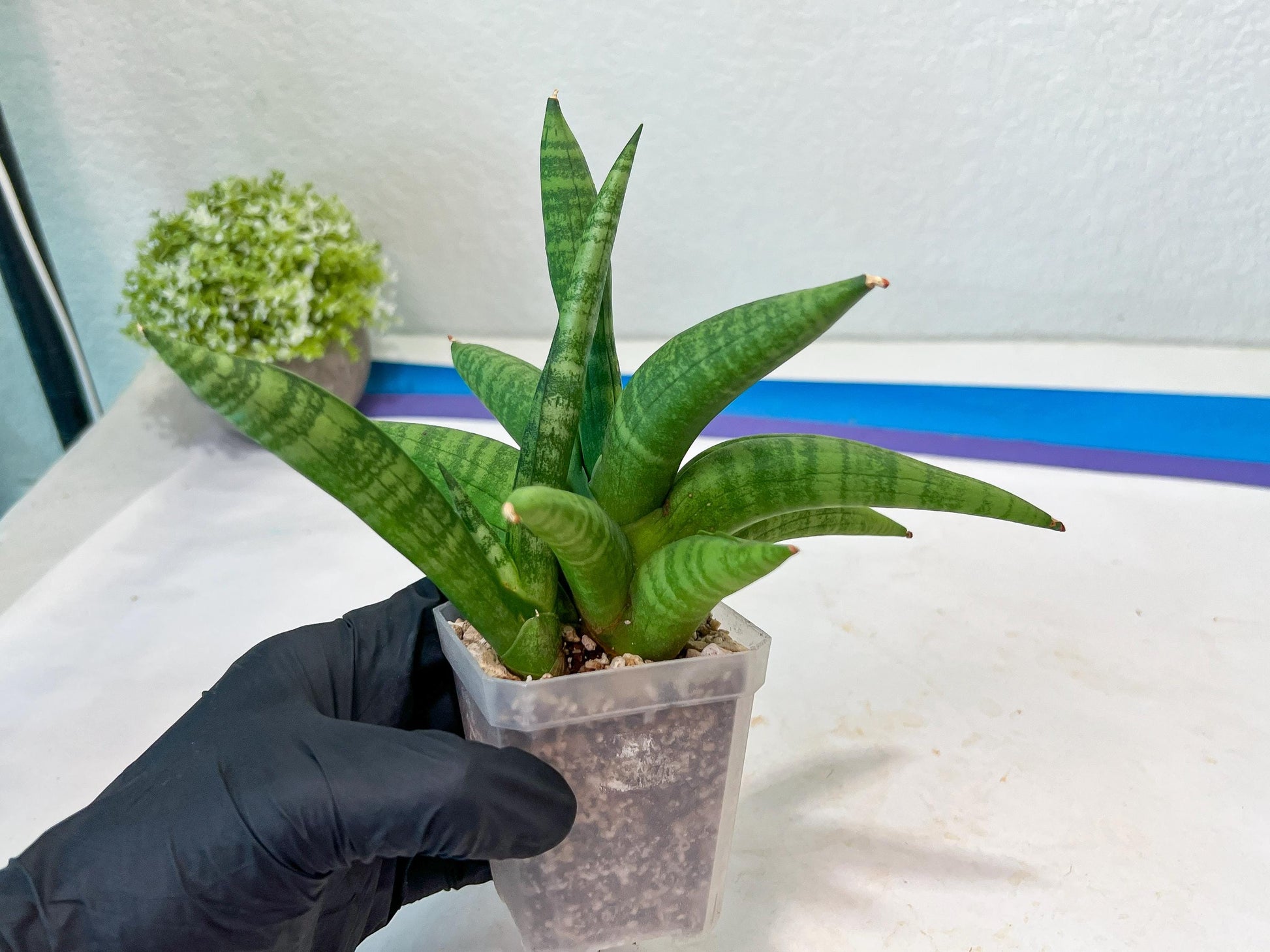 Sansevieria Fighter/Ch17023 (#AC12) | Imported Snake Plants