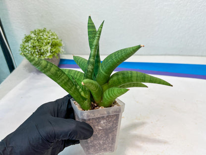 Sansevieria Fighter/Ch17023 (#AC12) | Imported Snake Plants