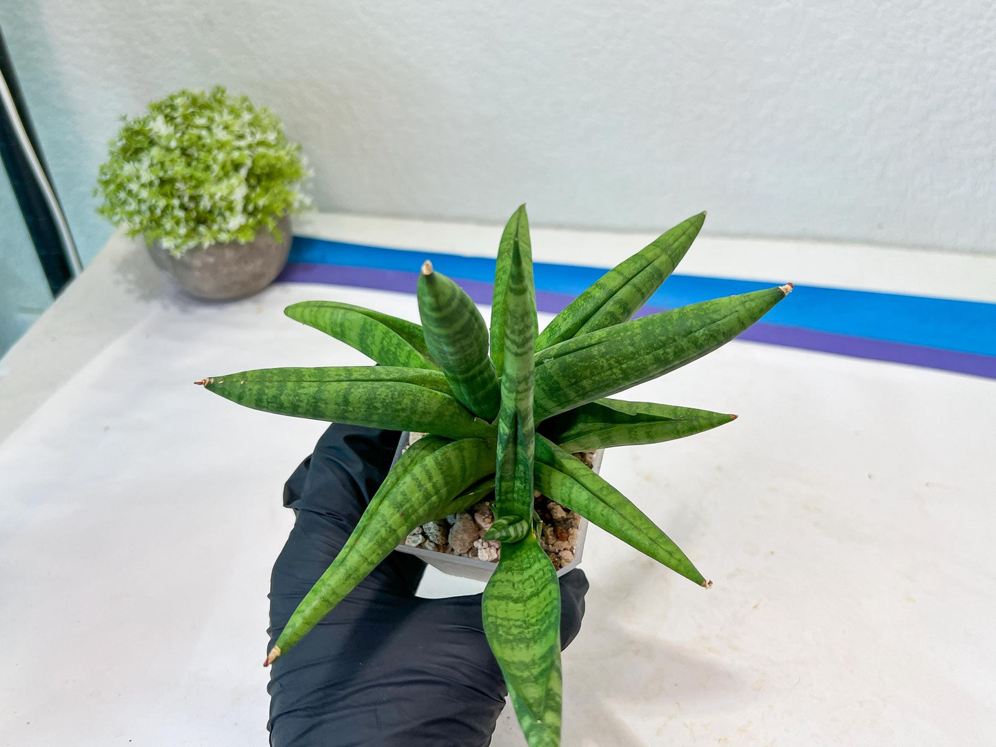 Sansevieria Fighter/Ch17023 (#AC12) | Imported Snake Plants