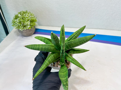 Sansevieria Fighter/Ch17023 (#AC12) | Imported Snake Plants