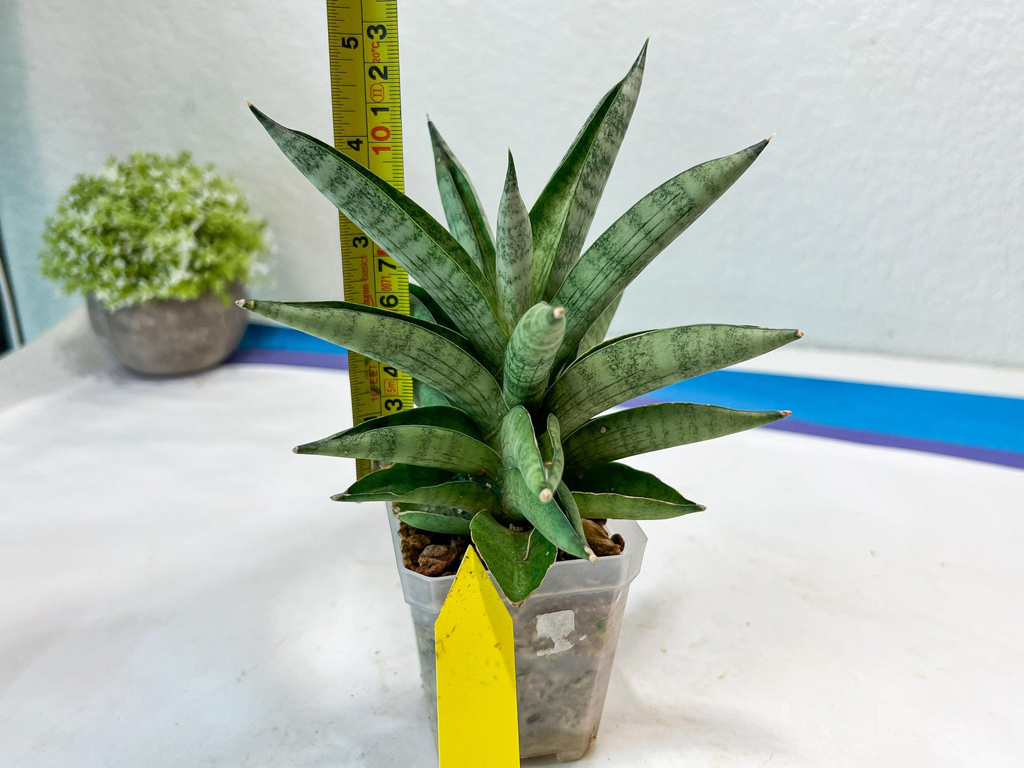 Sansevieria Soda (#A3) | Imported Plants