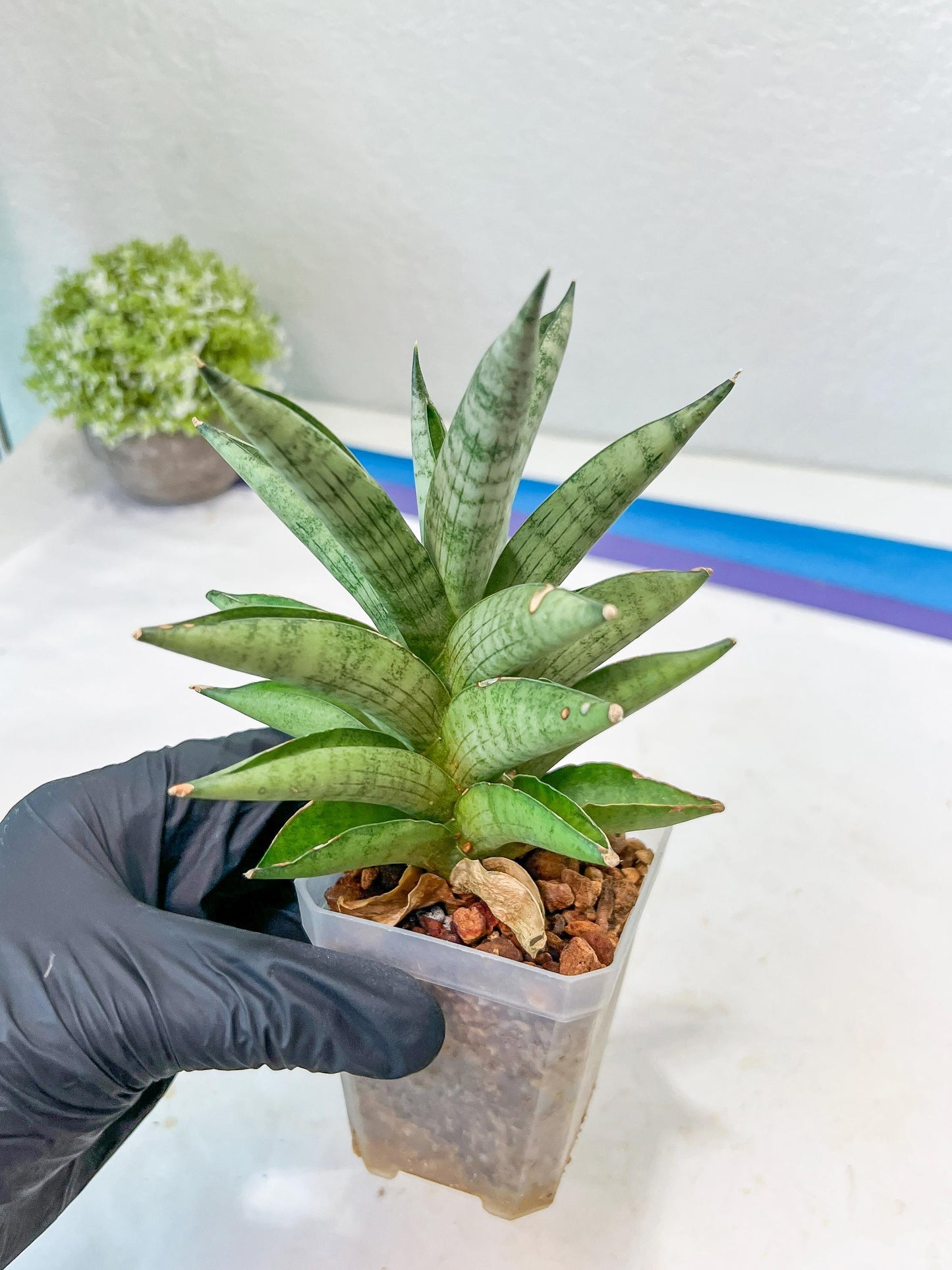 Sansevieria Soda (#A3) | Imported Plants