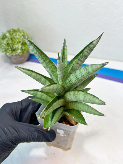 Sansevieria Soda (#A3) | Imported Plants